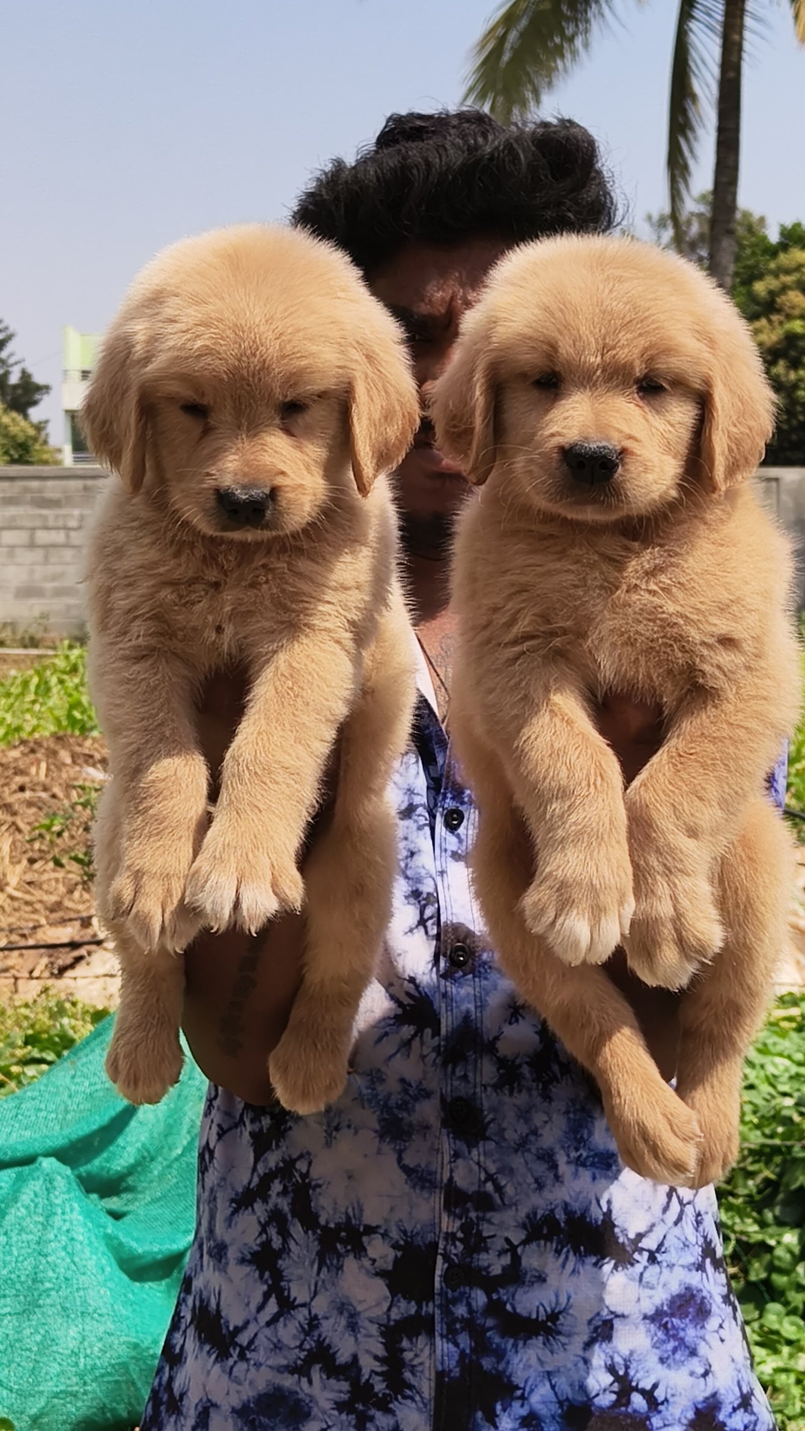 Order Female Golden Retriever  Puppy from Chennai